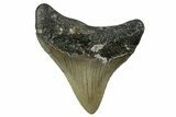 Serrated, Juvenile Megalodon Tooth - North Carolina #342204-1